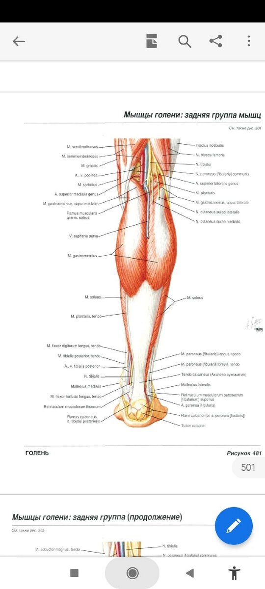 Histologischer Schnitt der Venenwand