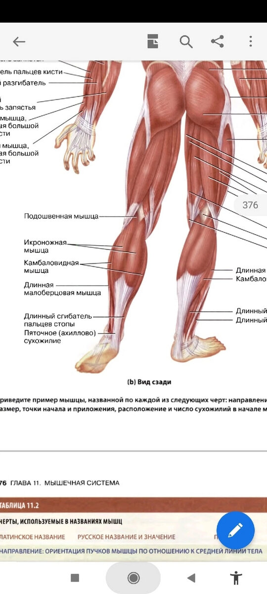 Anatomie des Zwillingswadenmuskels